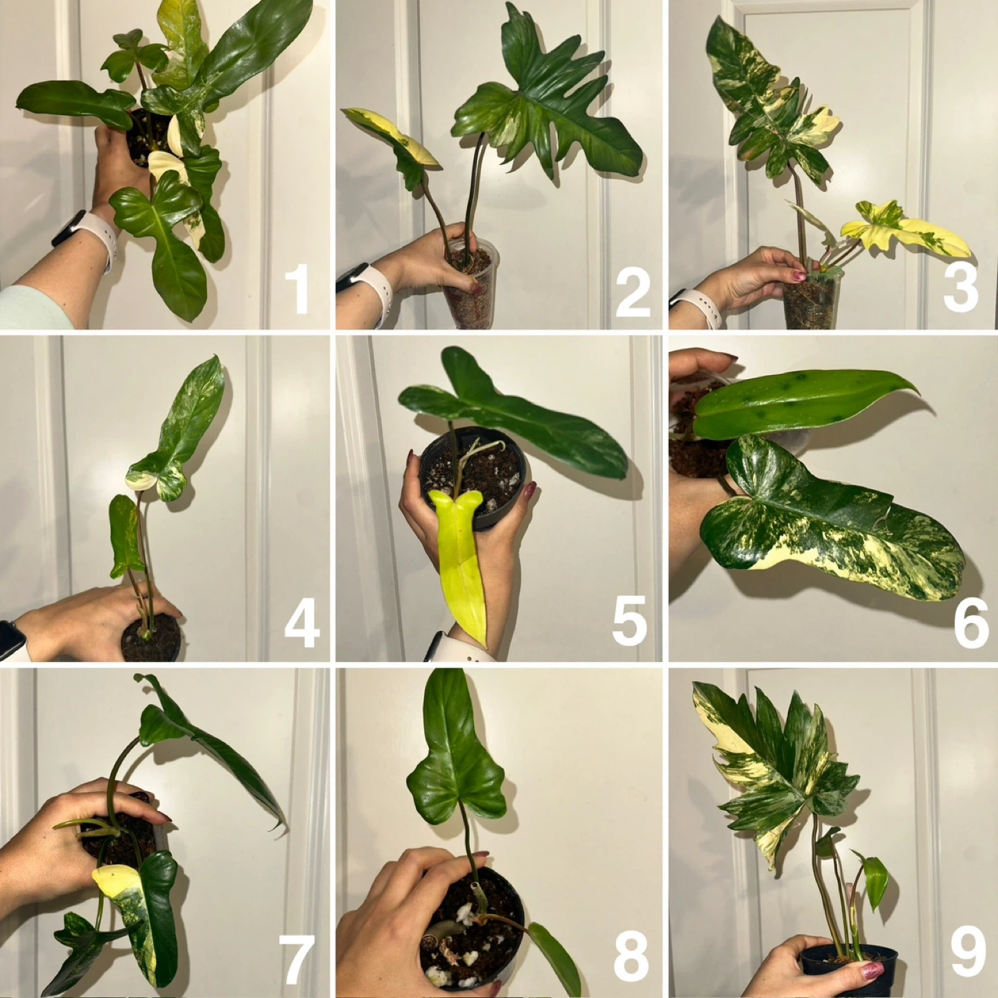 Philodendron Kitina Plant