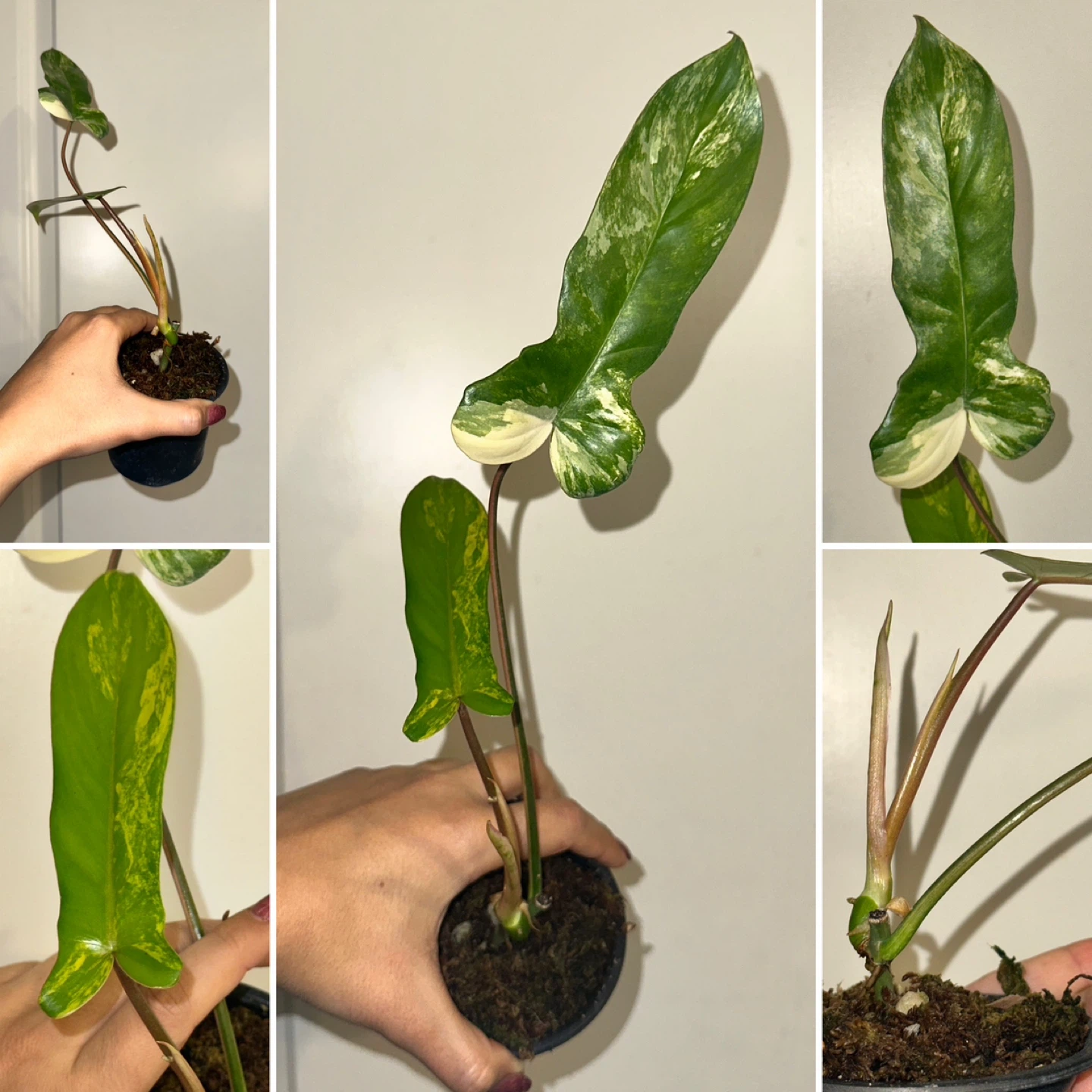 Philodendron Kitina Plant - photo 5