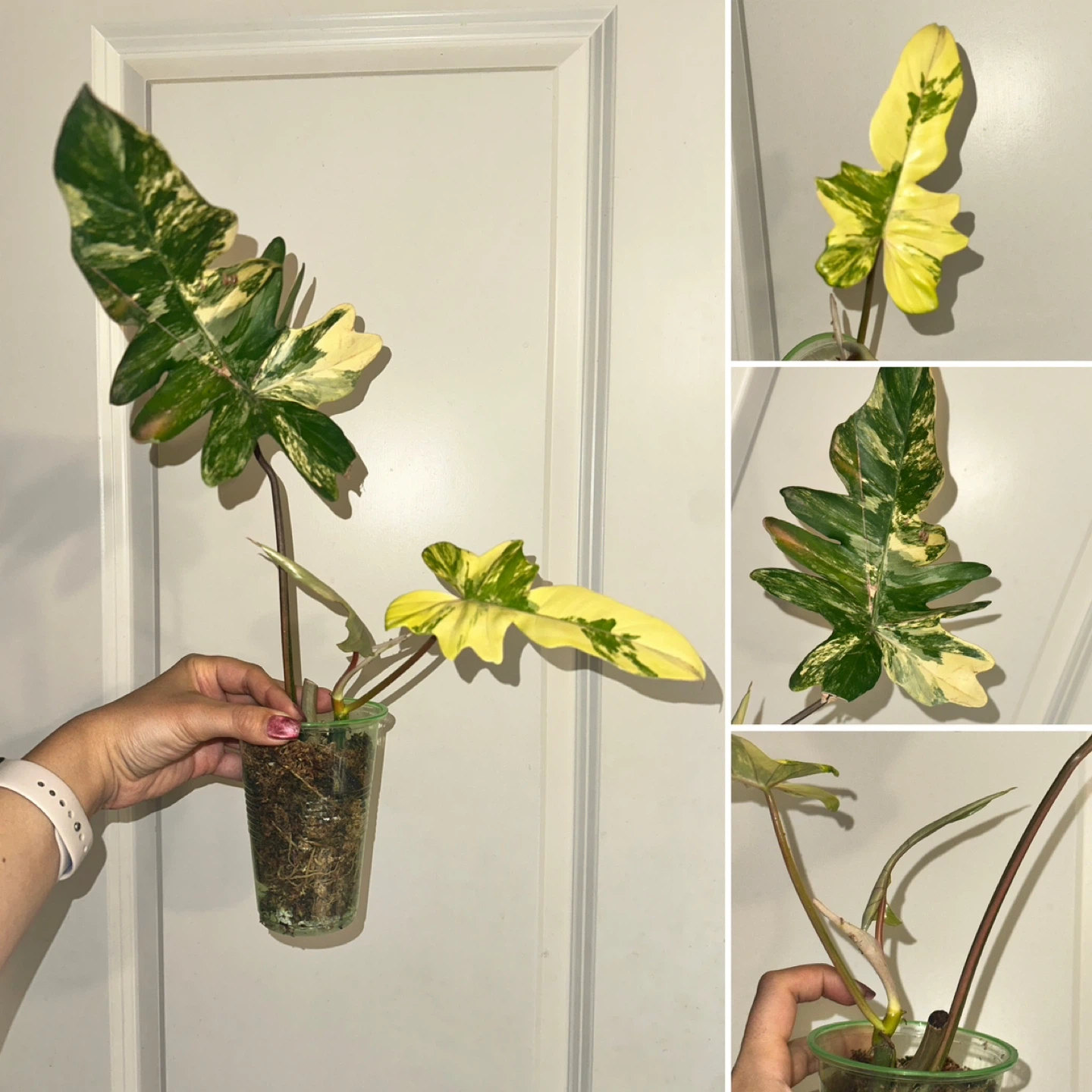 Philodendron Kitina Plant - photo 4