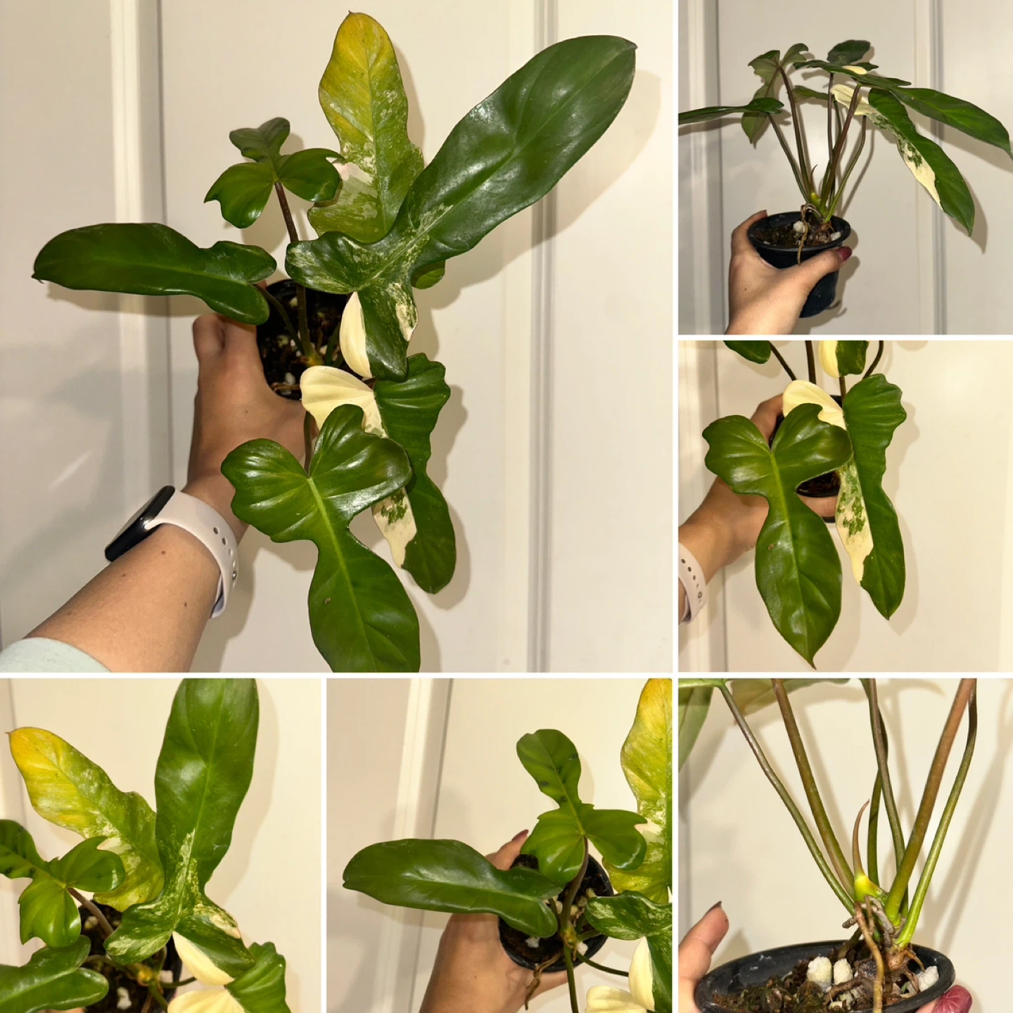 Philodendron Kitina Plant - photo 2