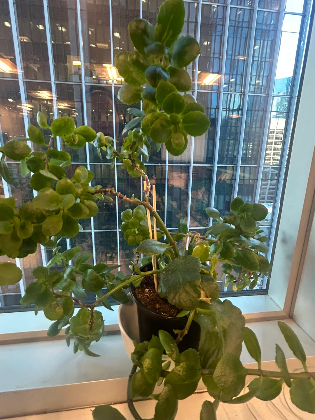 Two Green Plants - $5 for the pair! - photo 2