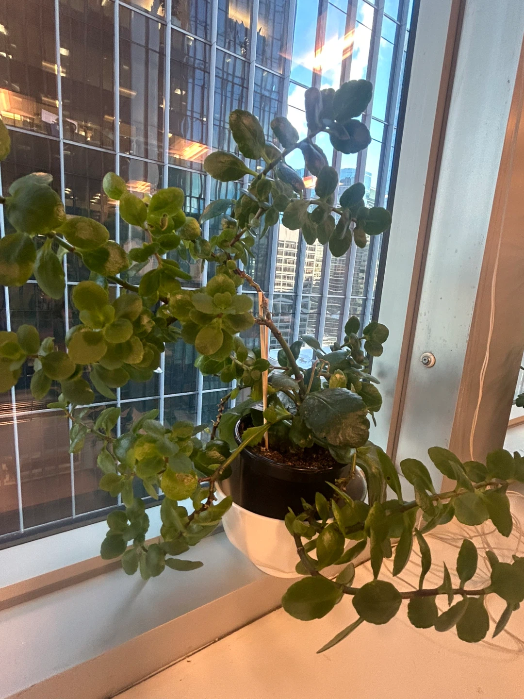 Two Green Plants - $5 for the pair! - photo 4
