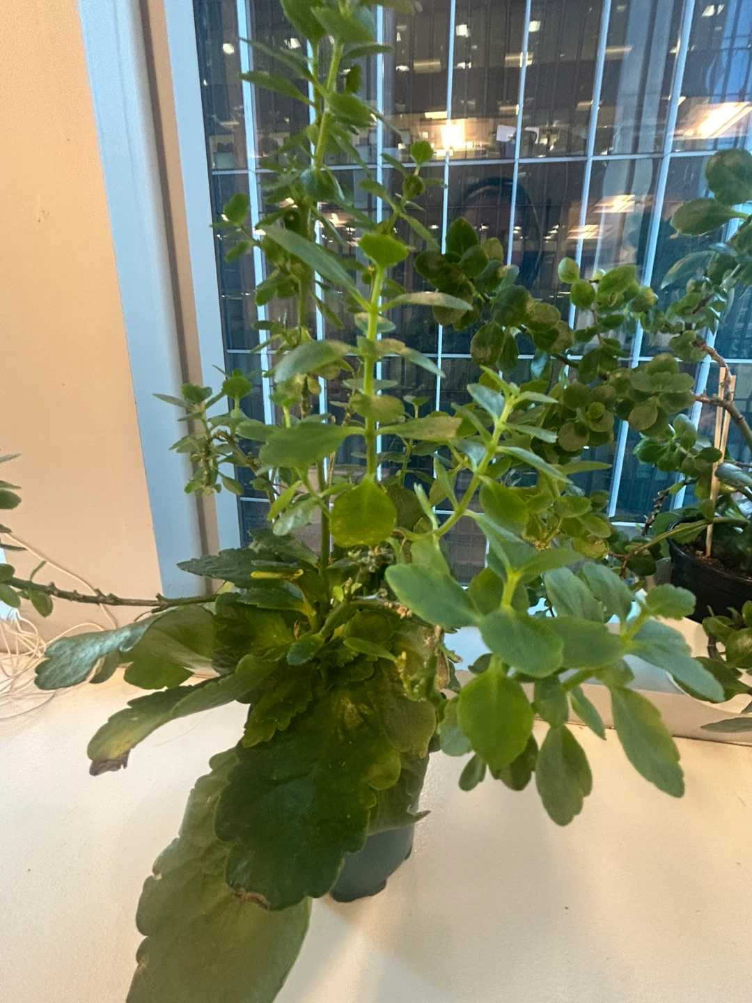 Two Green Plants - $5 for the pair! - photo 3