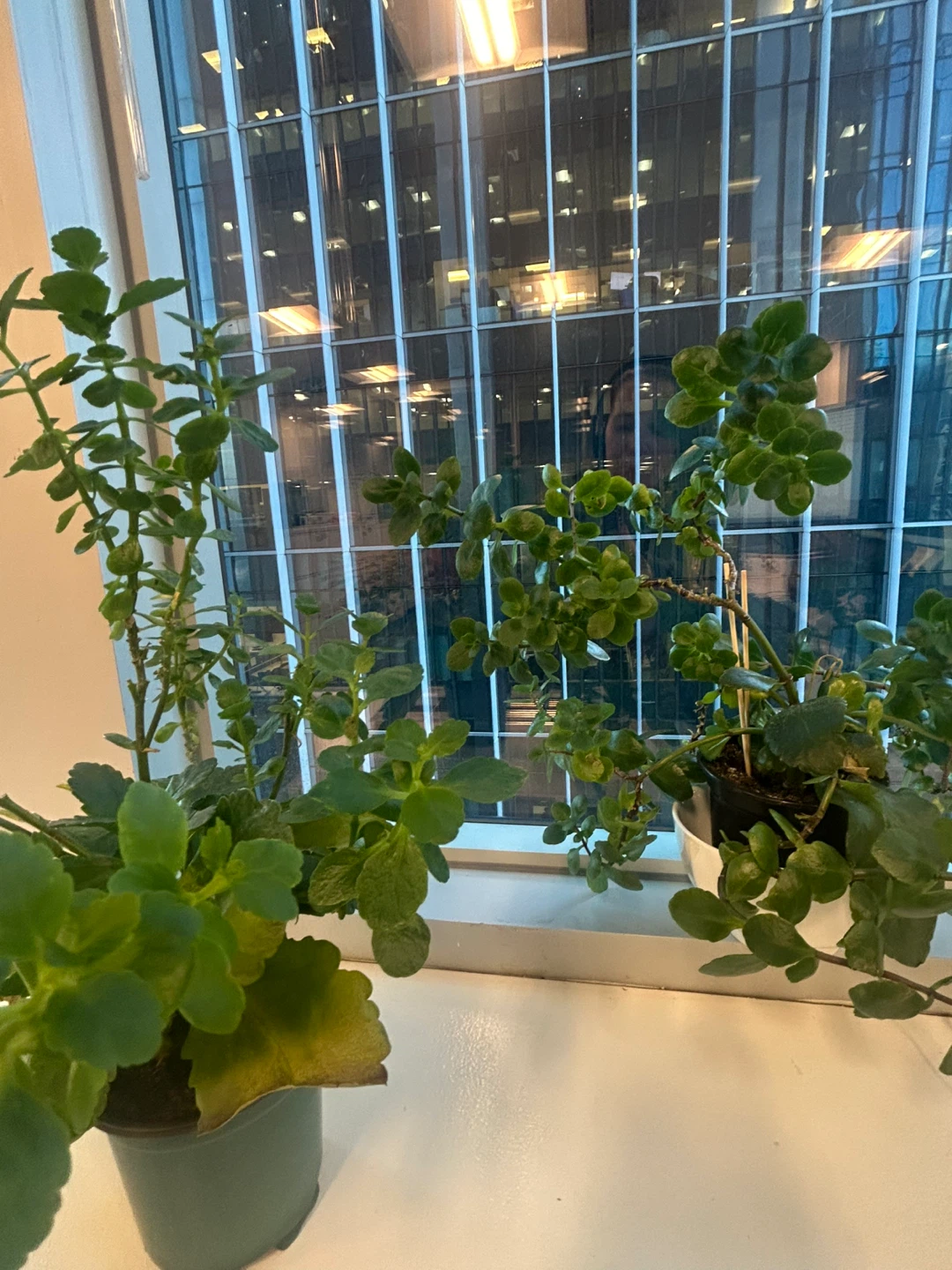 Two Green Plants - $5 for the pair!