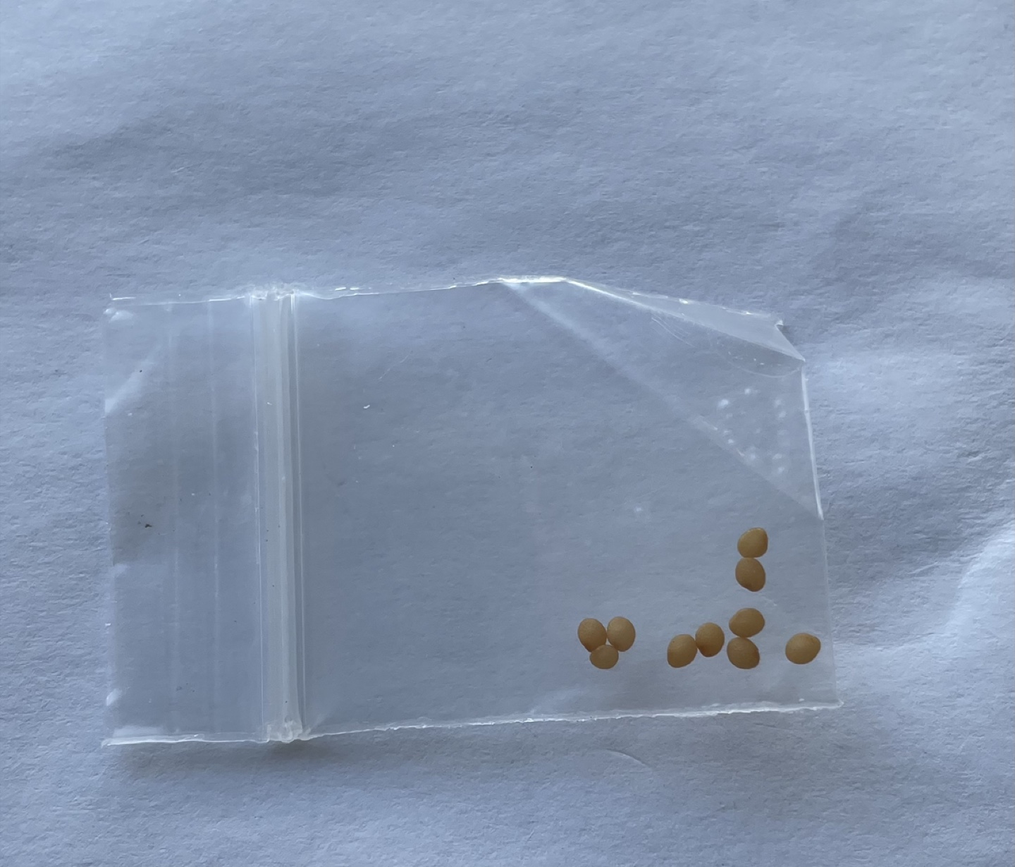 Golden berry seeds