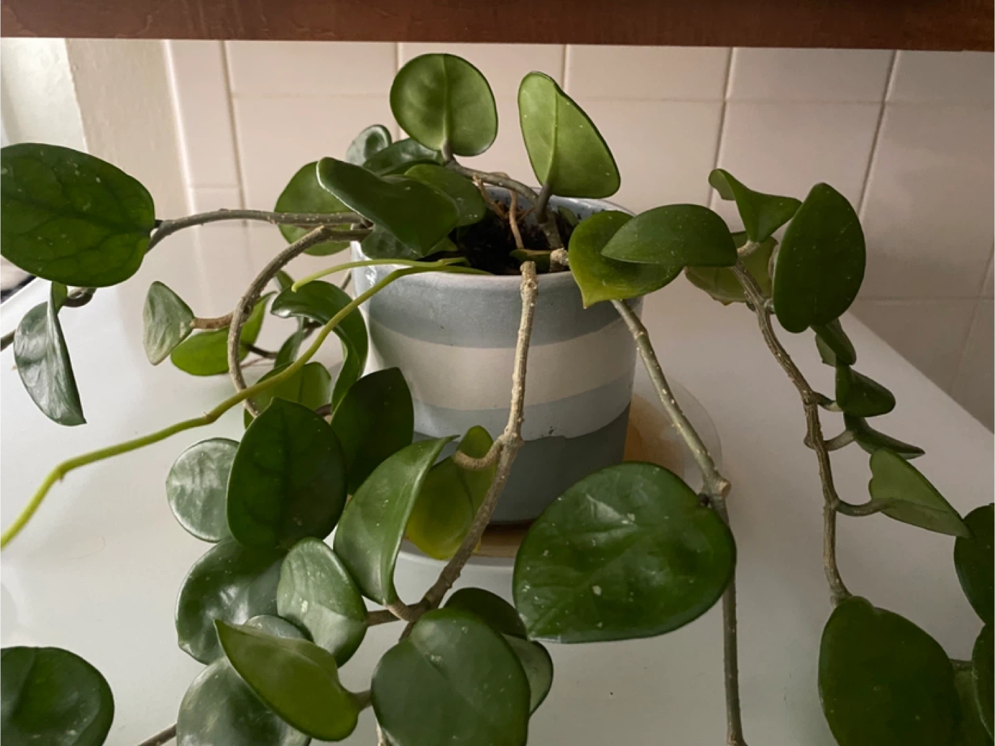 Hoya Carnosa Plant in Striped Pot