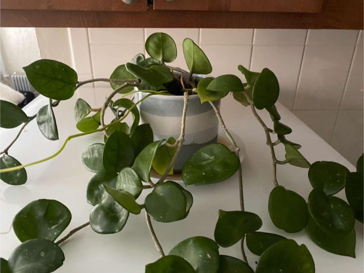 Hoya Carnosa Plant in Striped Pot - photo 2