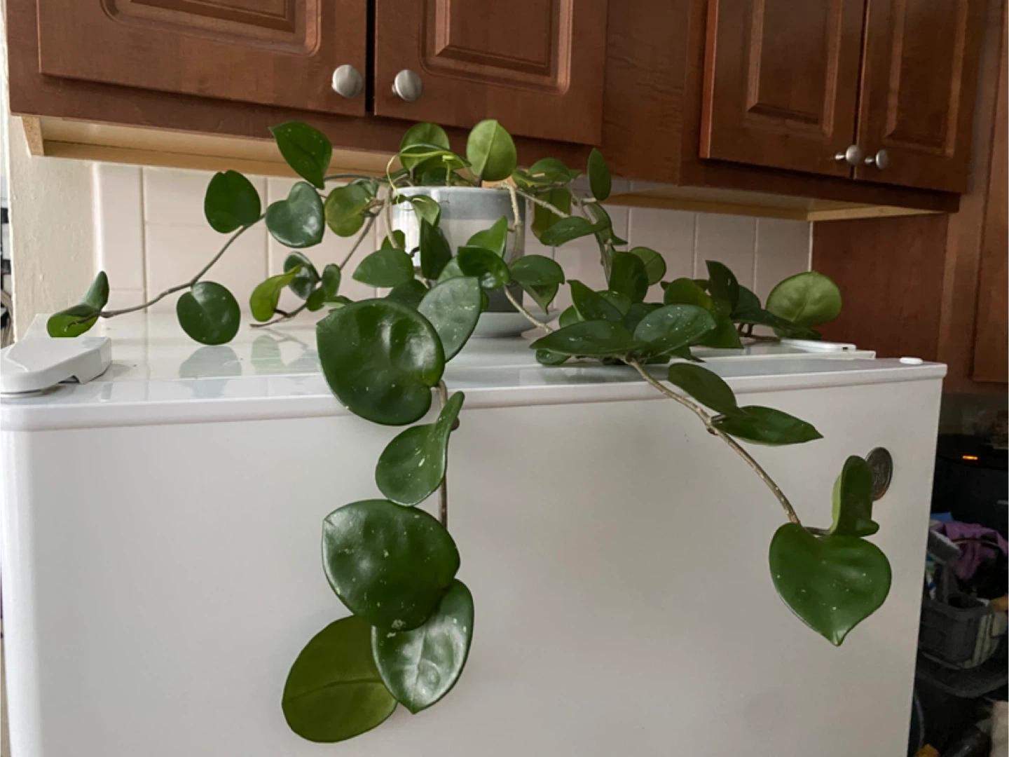 Hoya Carnosa Plant in Striped Pot - photo 4