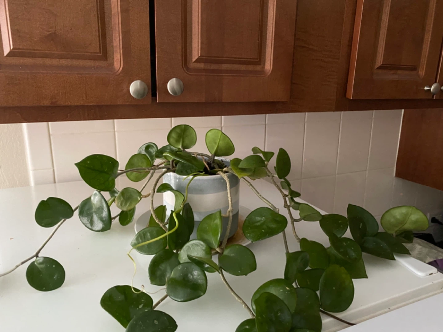 Hoya Carnosa Plant in Striped Pot - photo 3