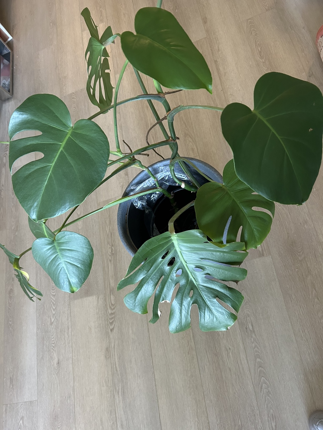 Monstera Deliciosa Plant in Pot ,52 inches - photo 3