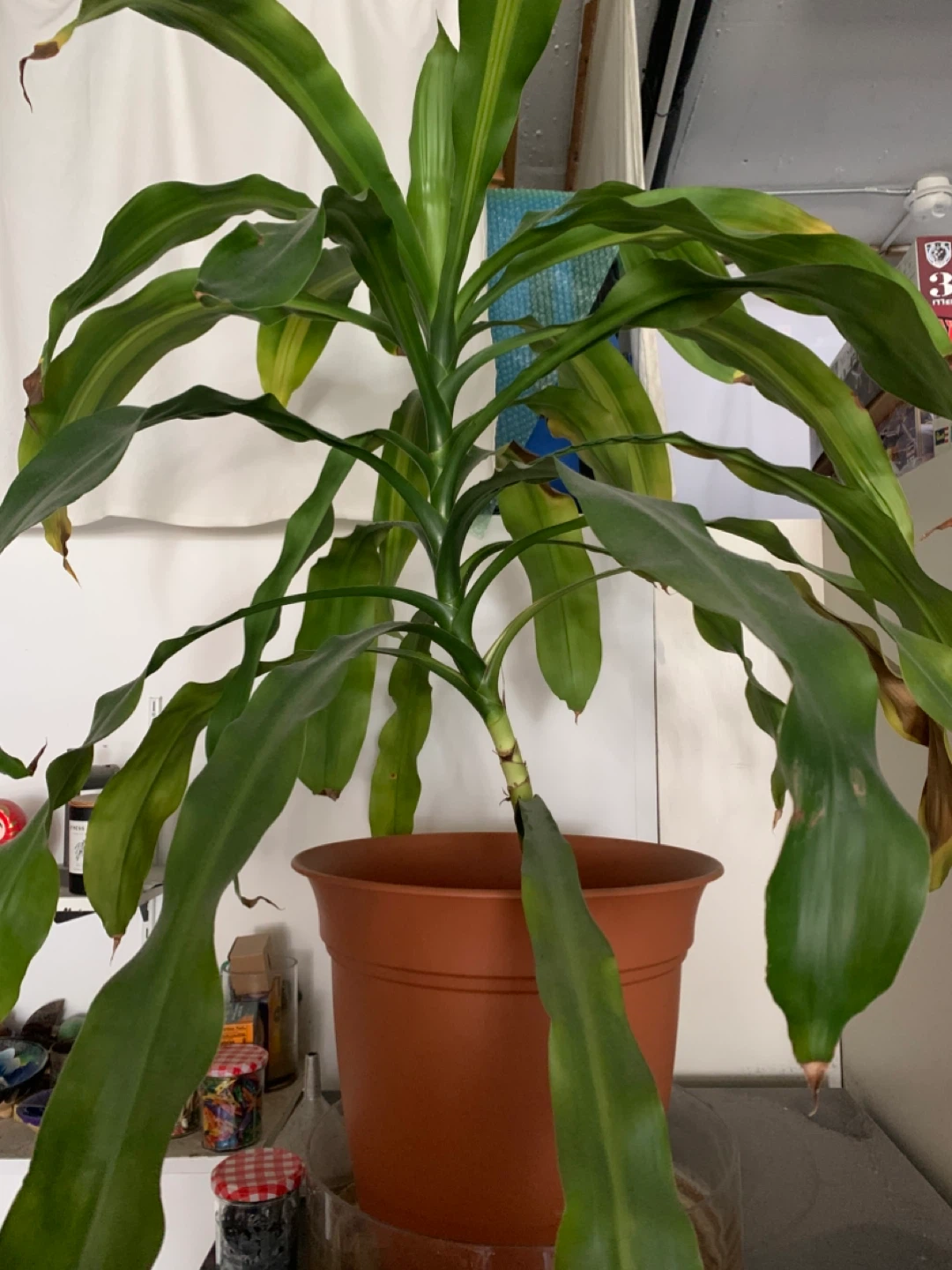 Plant
