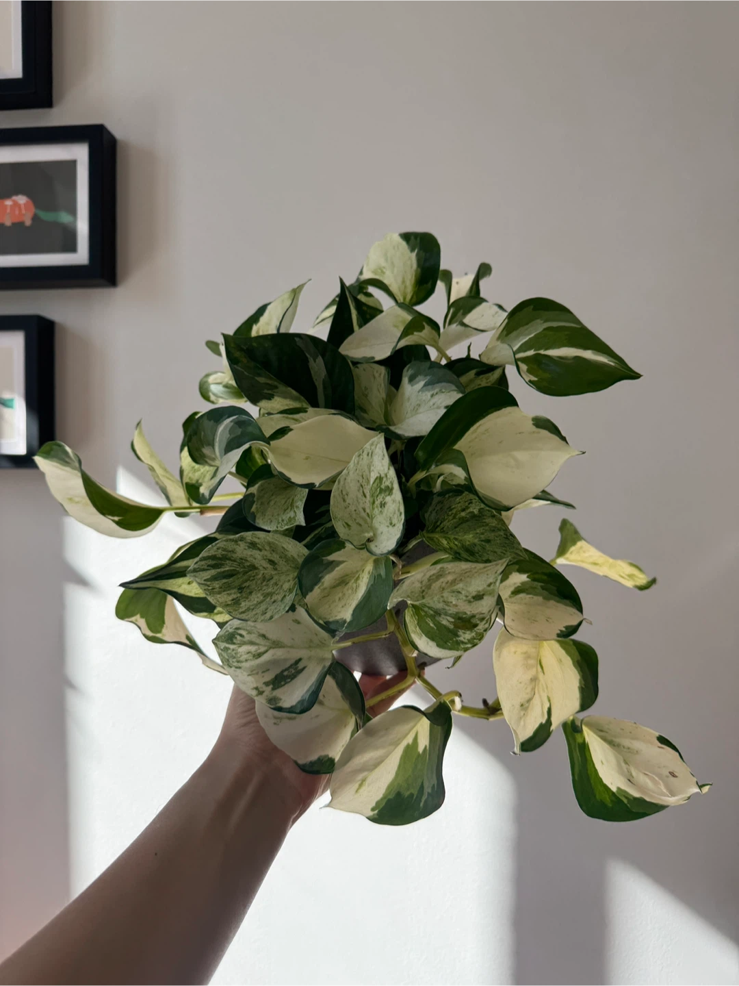 Manjula pothos