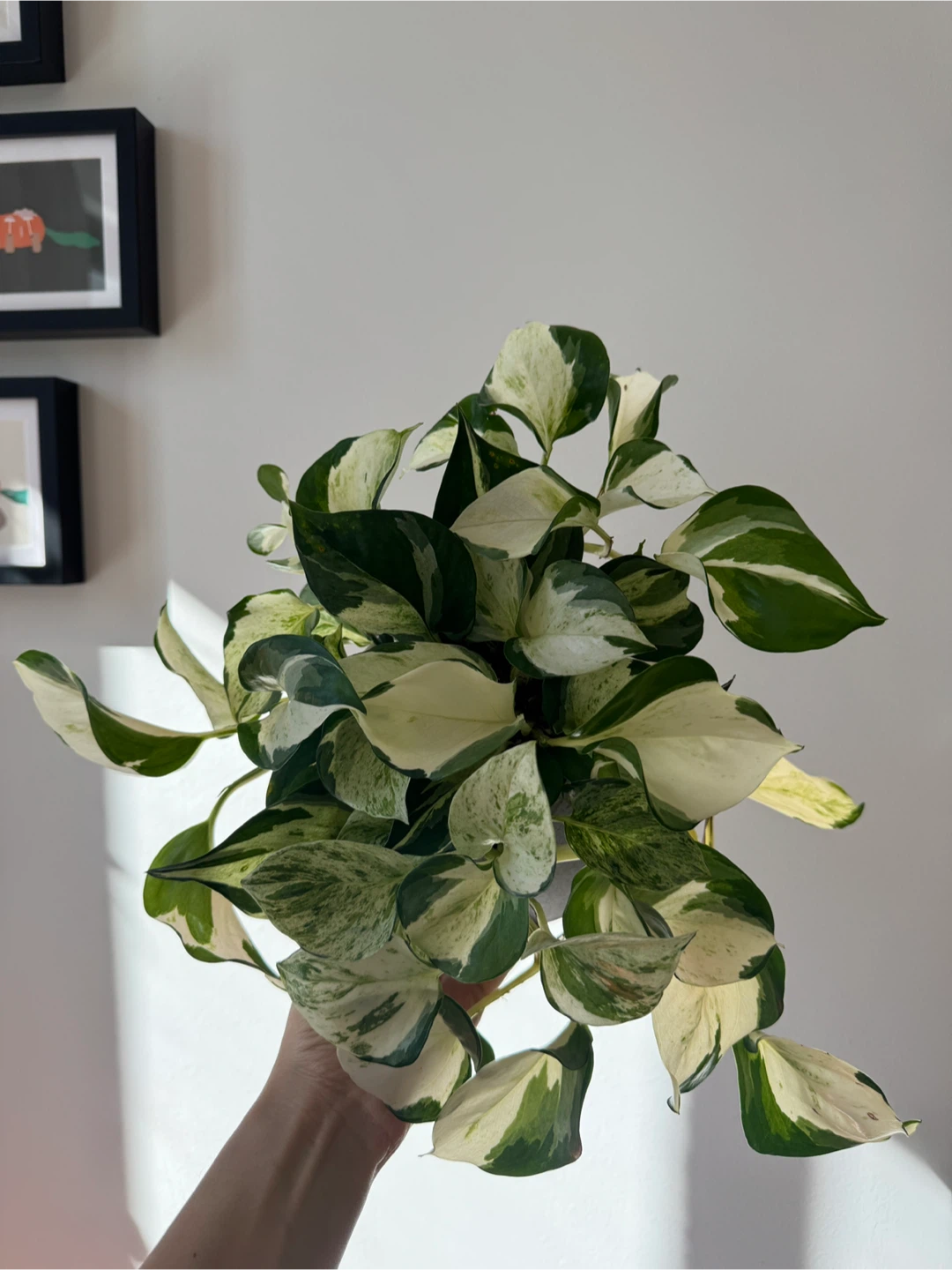 Manjula pothos - photo 2