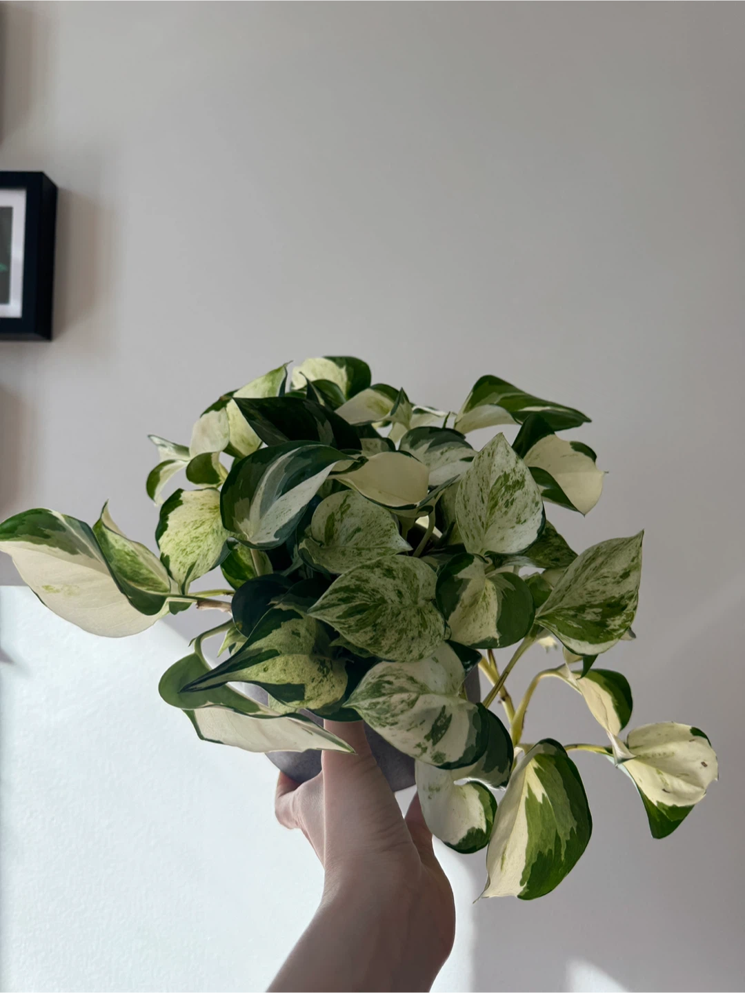 Manjula pothos - photo 3