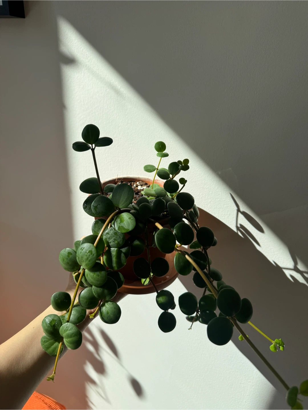 Peperomia hope