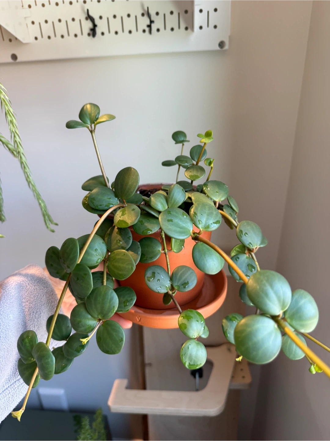 Peperomia hope - photo 3