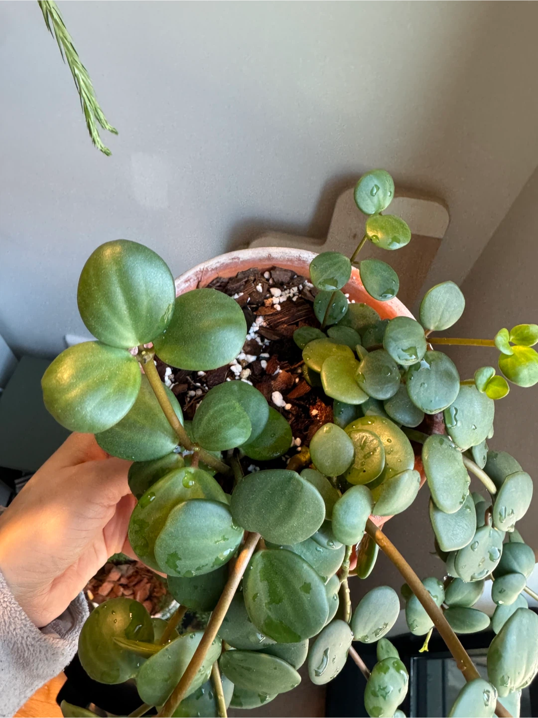 Peperomia hope - photo 4