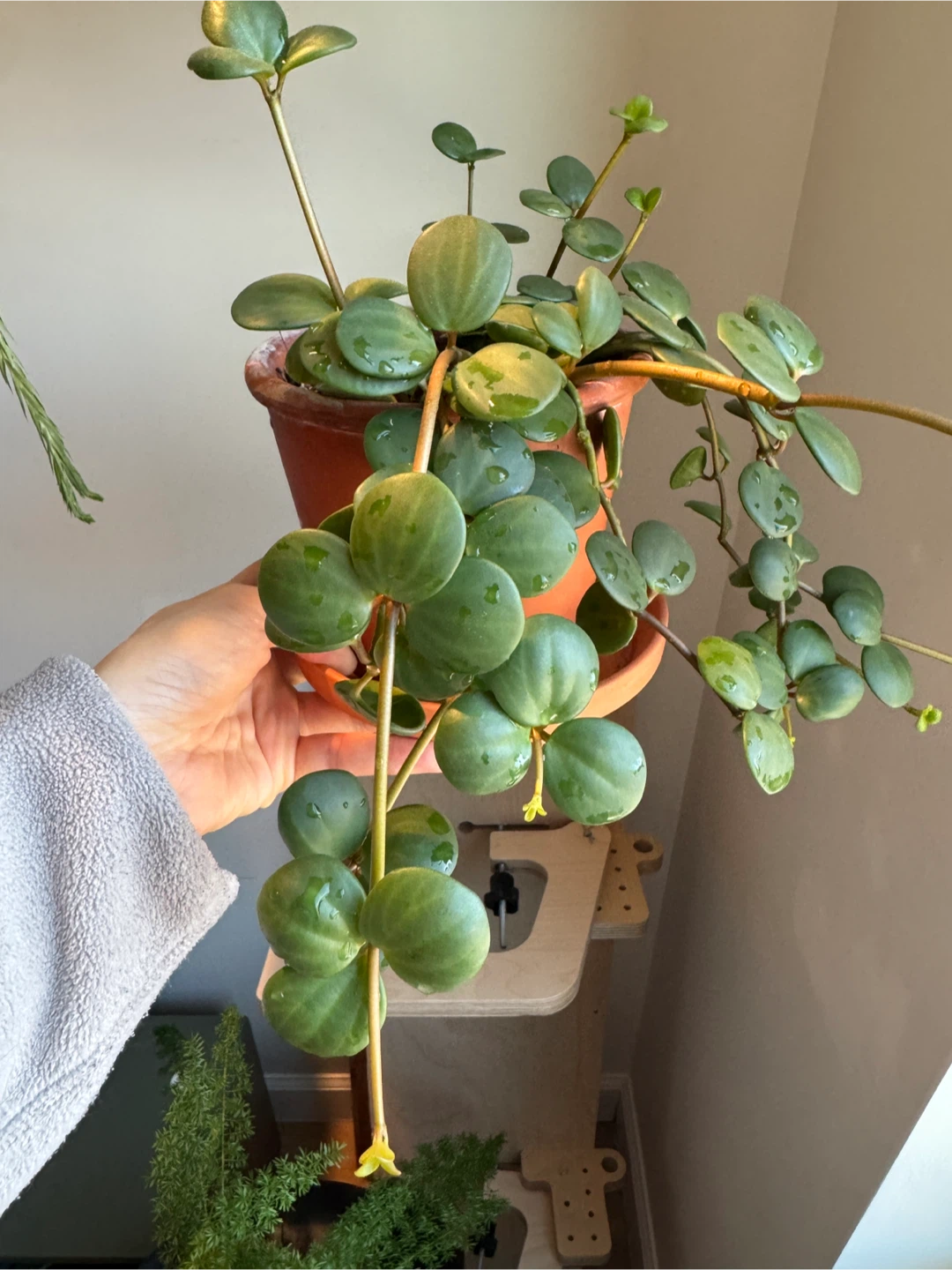 Peperomia hope - photo 2
