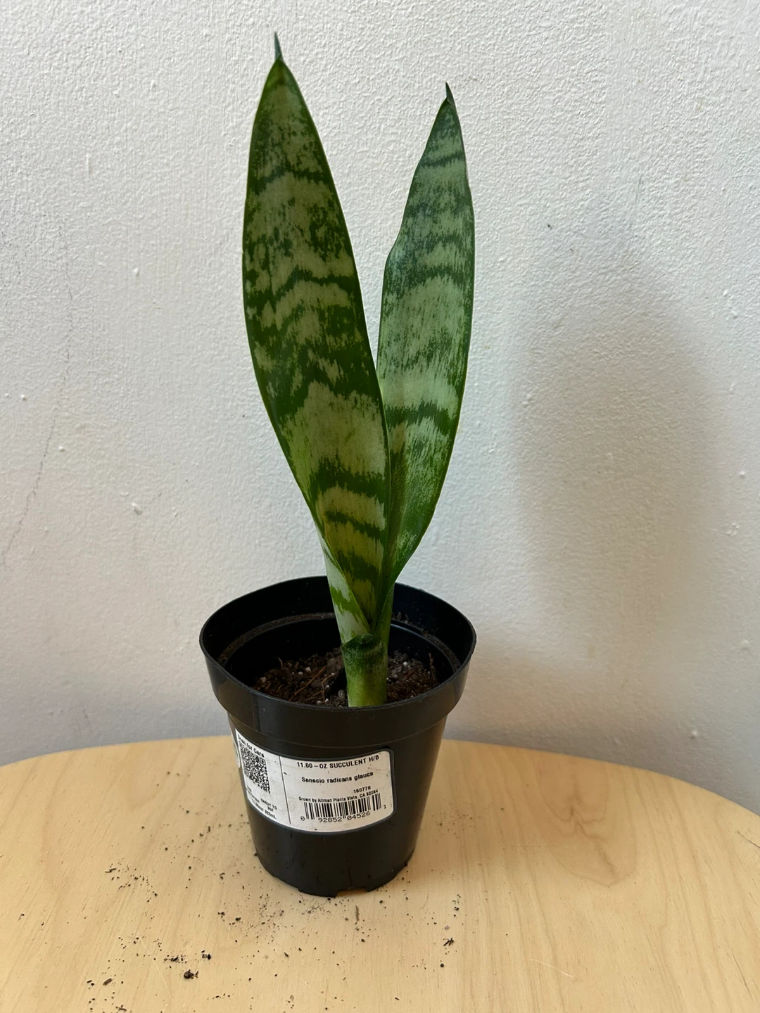 Snake plant 🥕