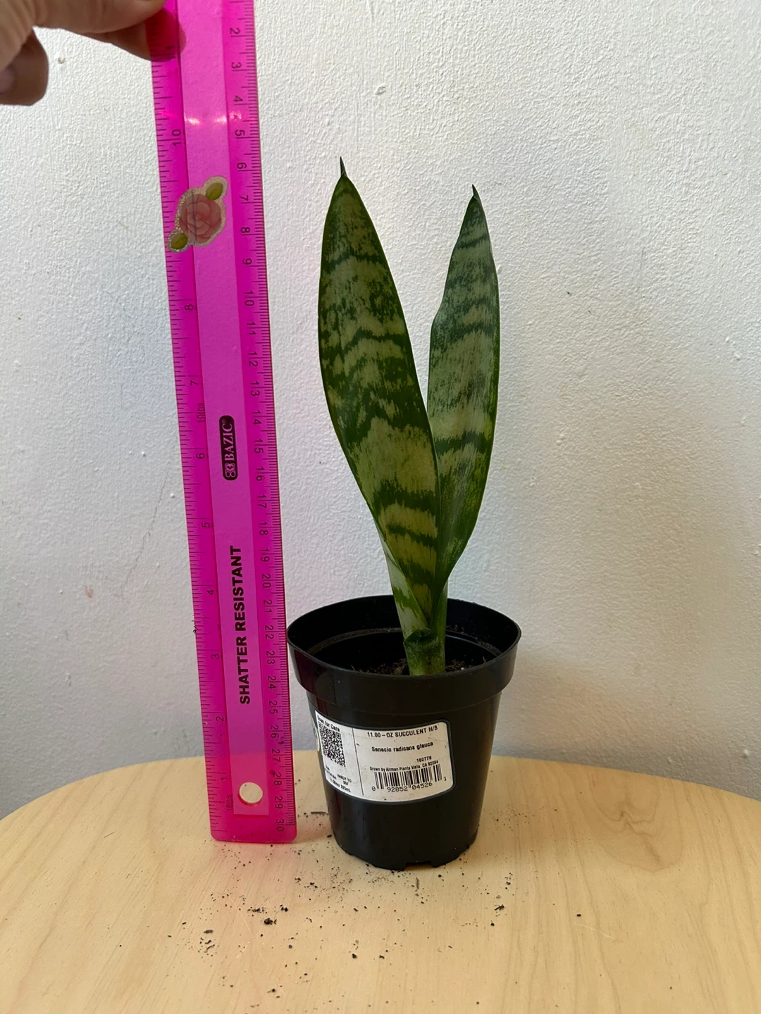 Snake plant 🥕 - photo 3
