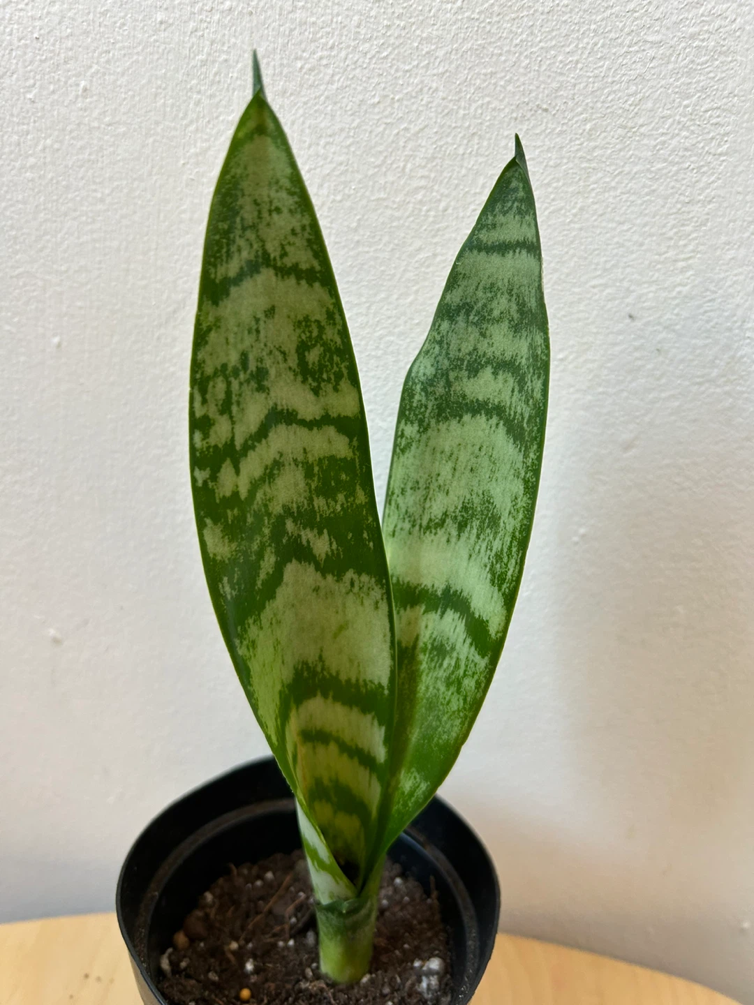 Snake plant 🥕 - photo 2