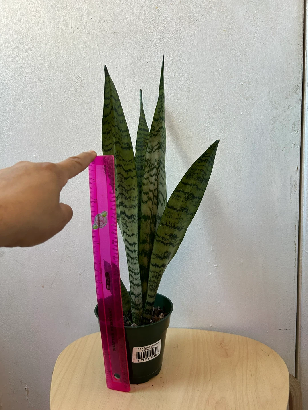 Snake plant - photo 3