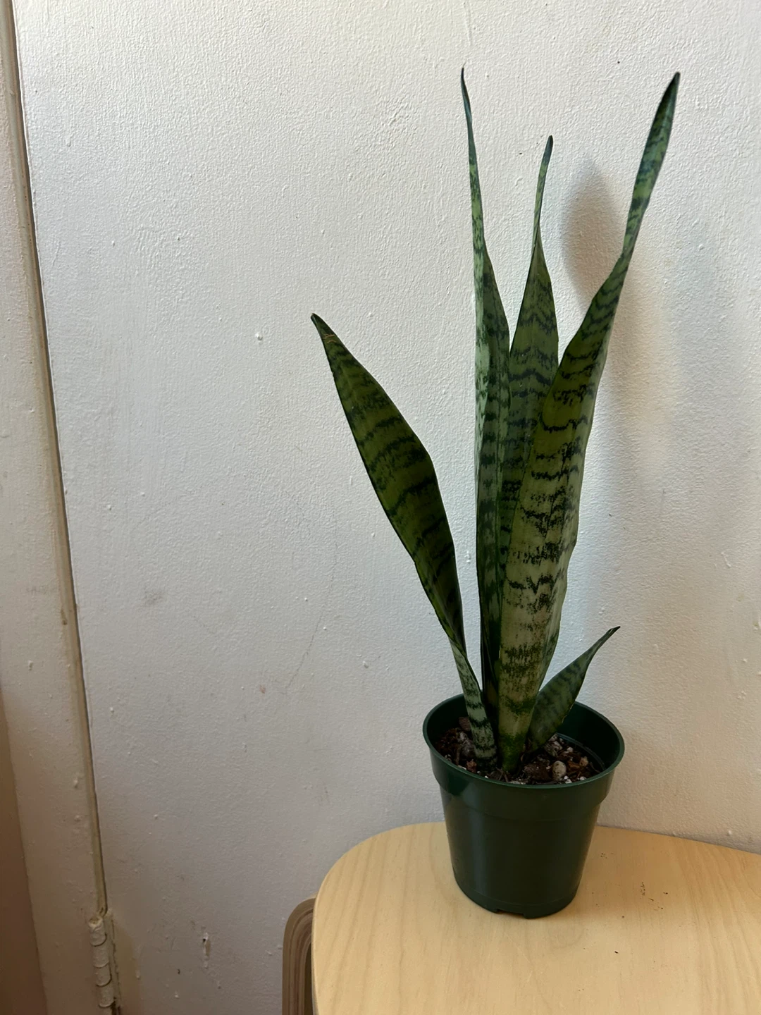 Snake plant
