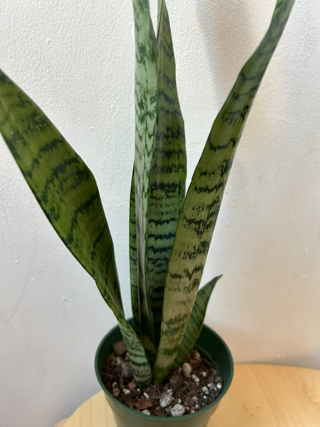 Snake plant - photo 2