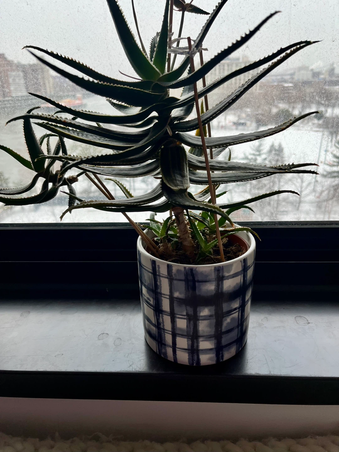 Mature Succulent in Decorative Pot 6 years old - photo 5