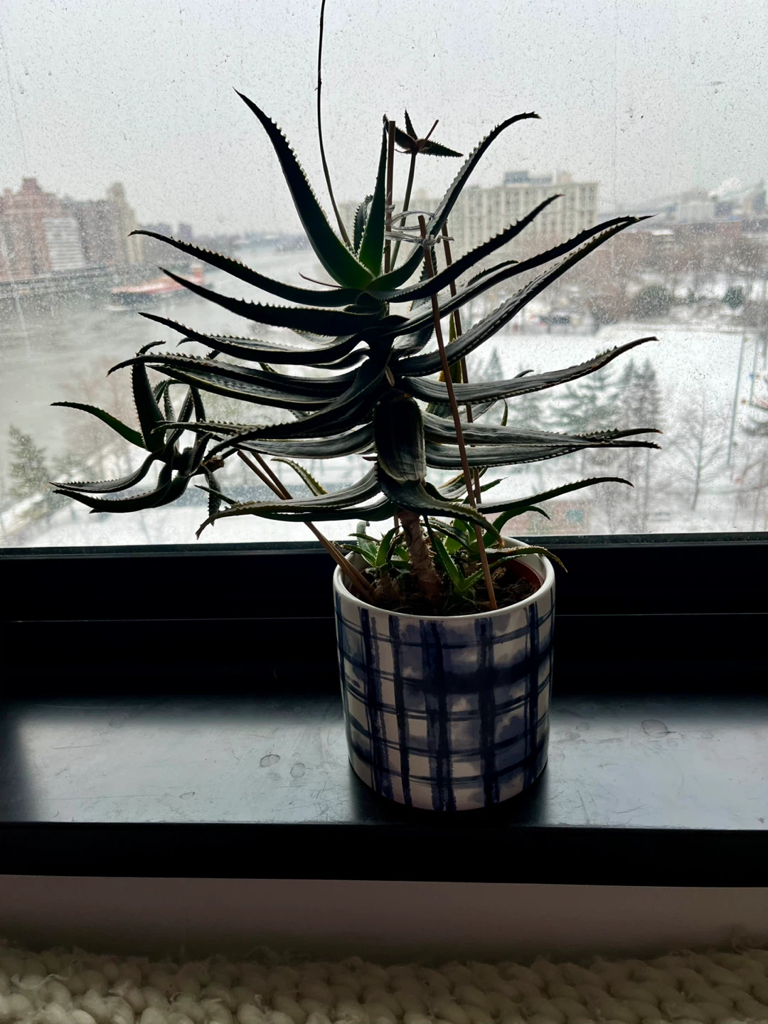 Mature Succulent in Decorative Pot 6 years old - photo 4