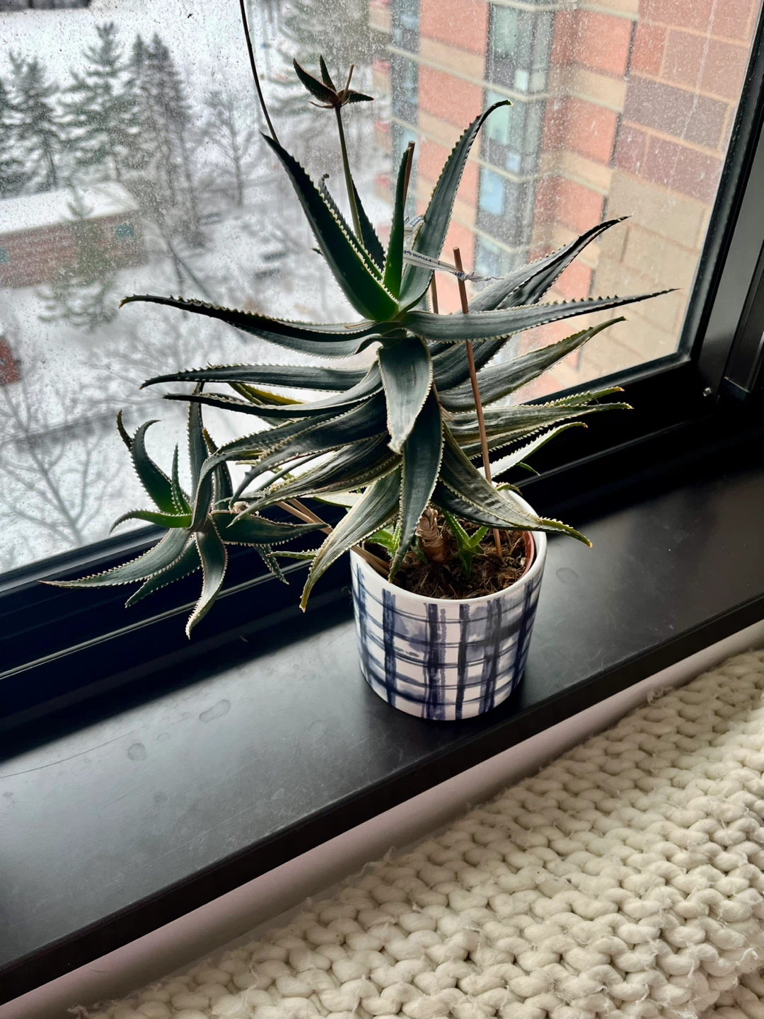 Mature Succulent in Decorative Pot 6 years old - photo 2