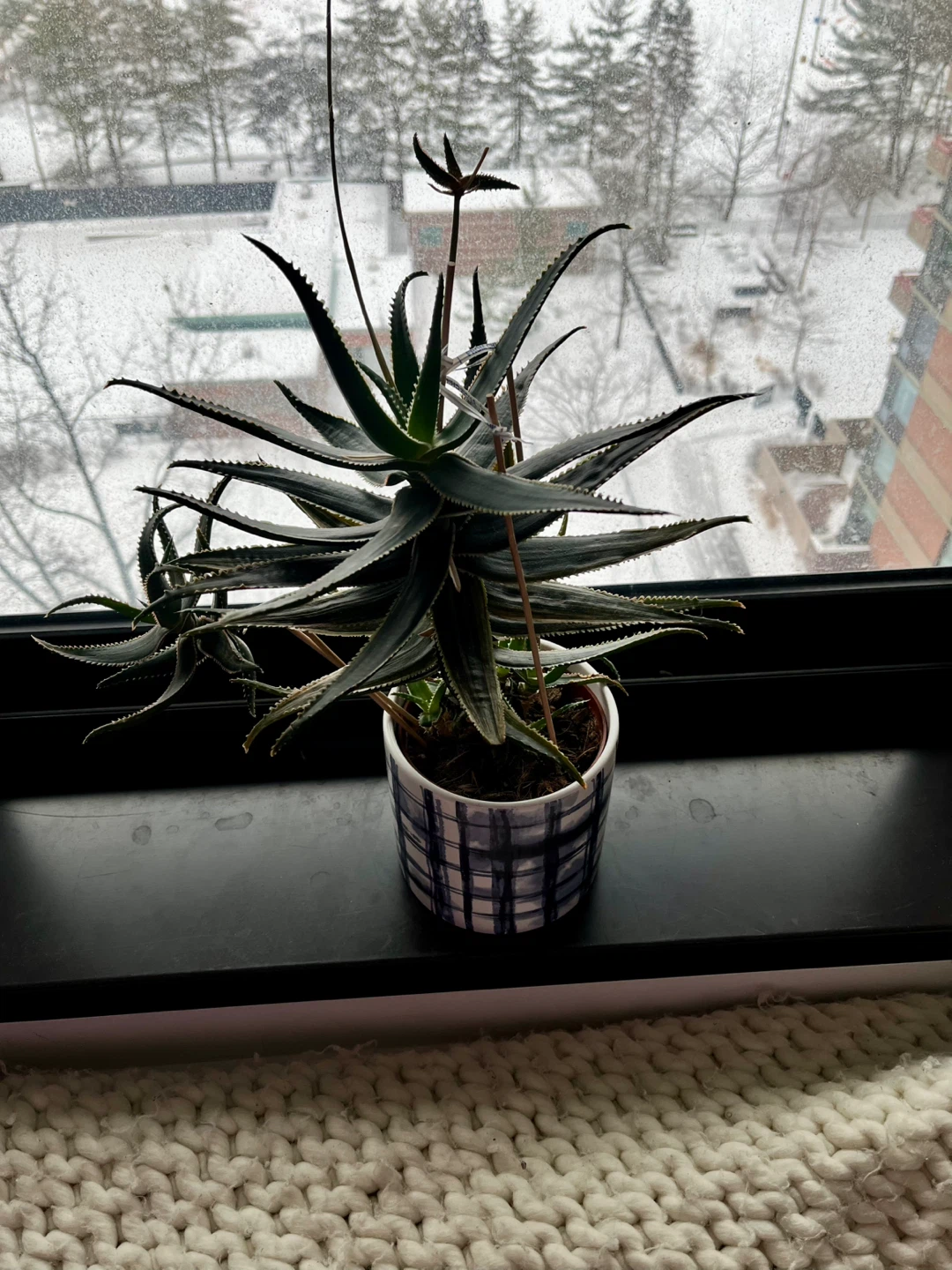 Mature Succulent in Decorative Pot 6 years old