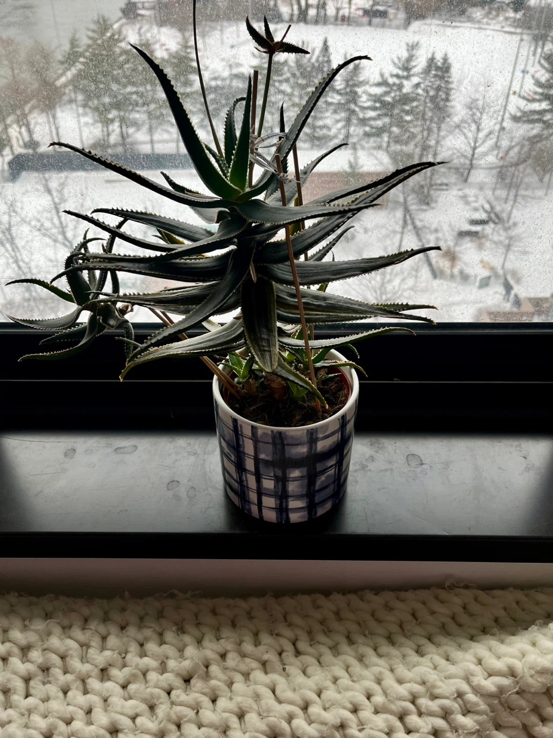 Mature Succulent in Decorative Pot 6 years old - photo 3