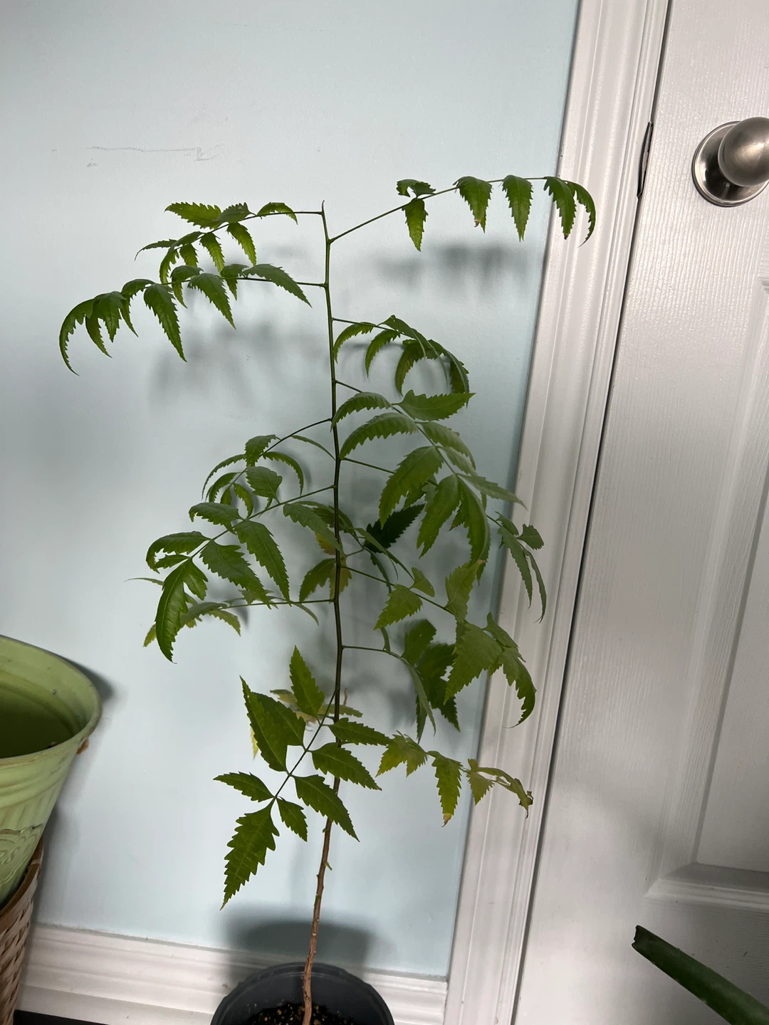 Neem Tree Sapling