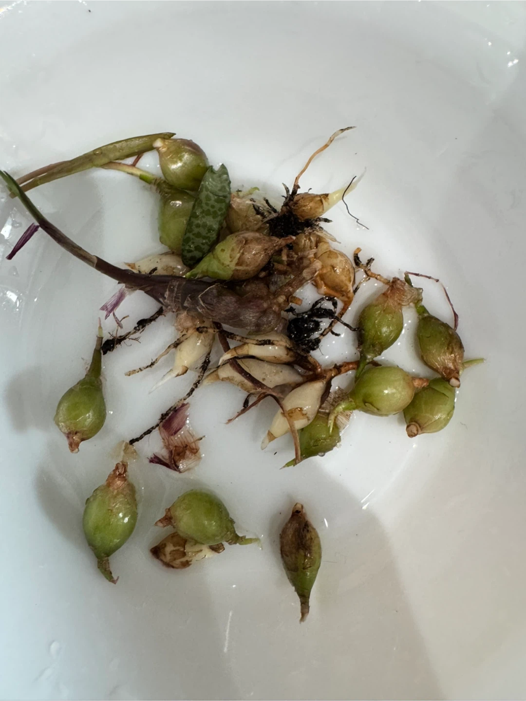 Silver Squill Bulbs & Starter Plants - photo 4