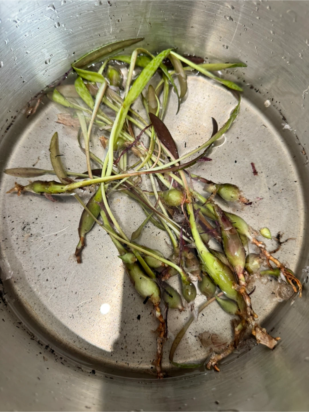 Silver Squill Bulbs & Starter Plants - photo 3