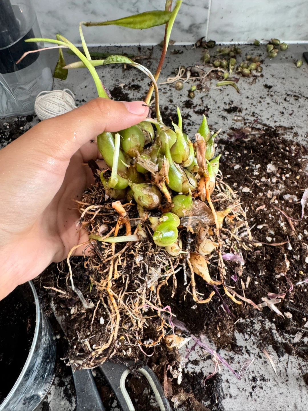 Silver Squill Bulbs & Starter Plants - photo 5