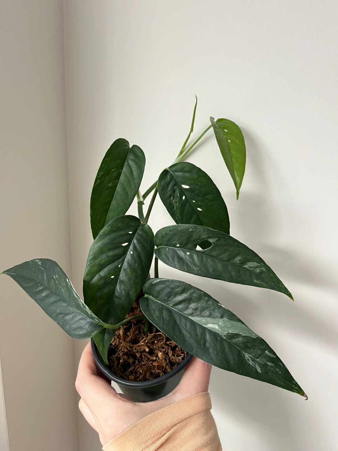 Epipremnum Pinnatum Albo in 4” pot