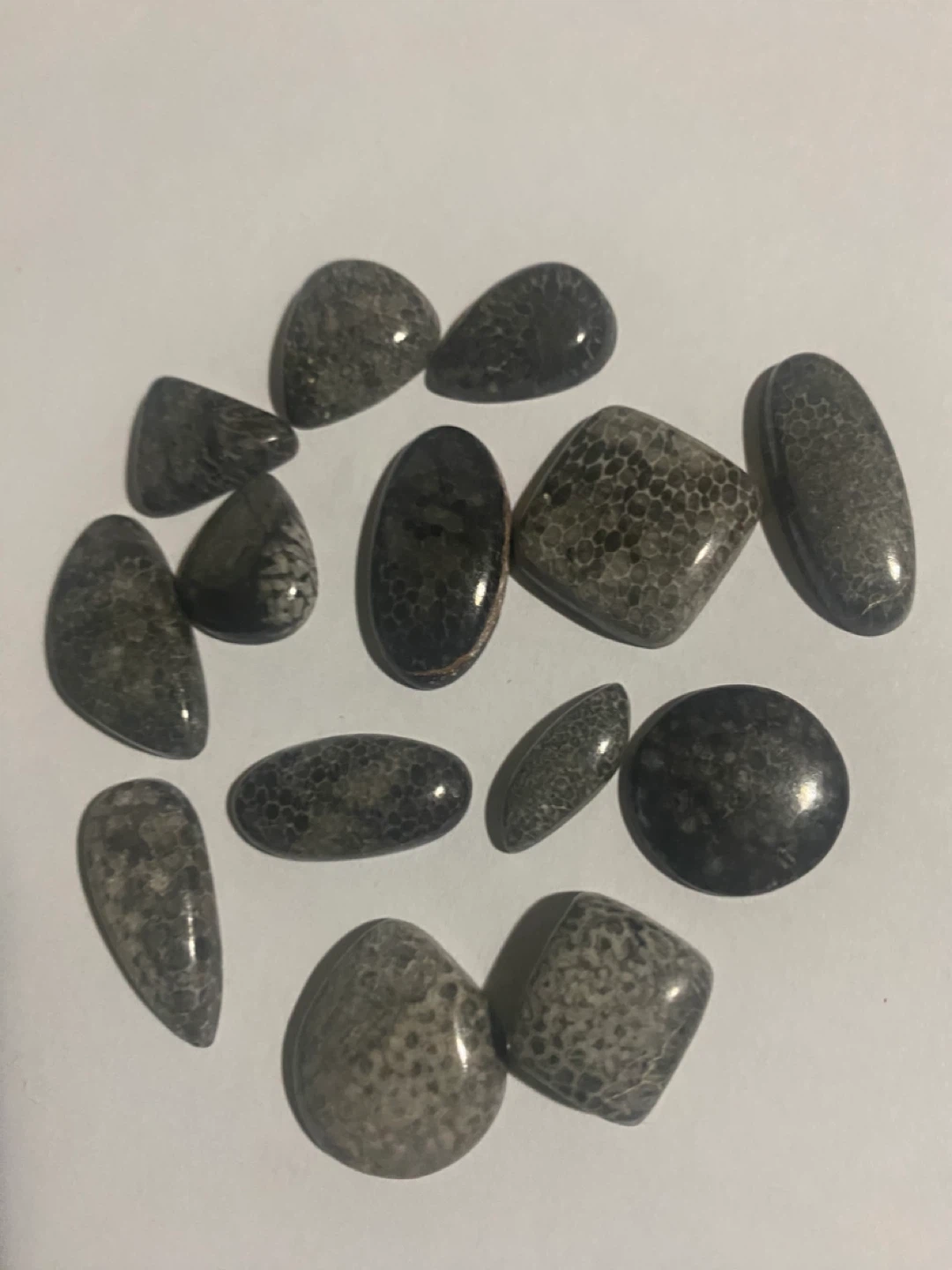 Chrinoid fossils  🏆