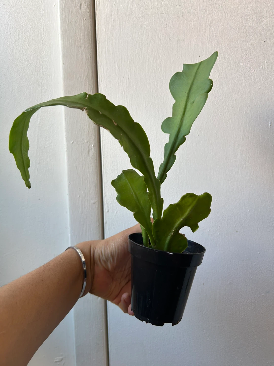 Orchid cactus plant (unknown color) 🏆 - photo 3