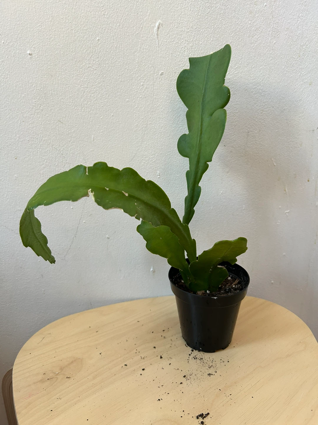Orchid cactus plant (unknown color) 🏆