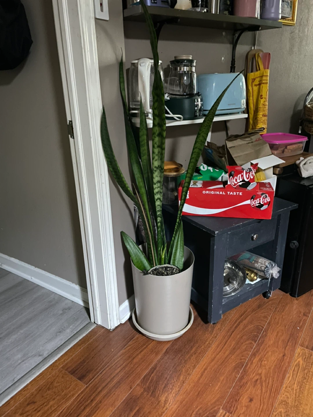 Assorted Potted House Plants - photo 2