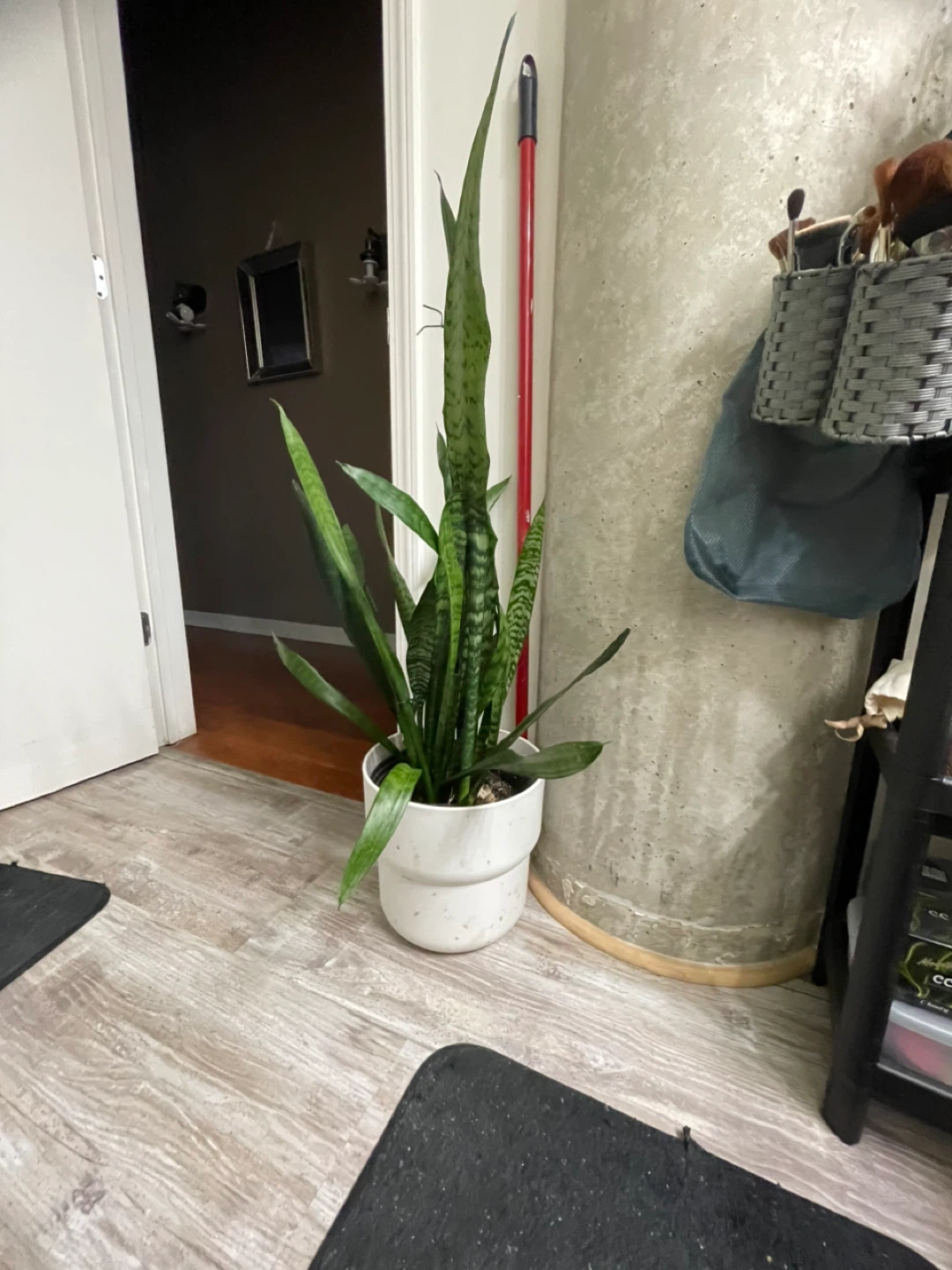 Assorted Potted House Plants