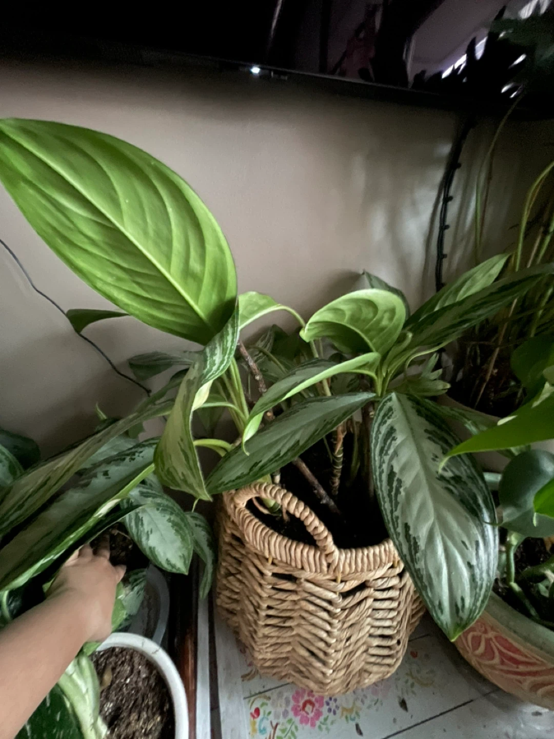 Assorted Potted House Plants - photo 3