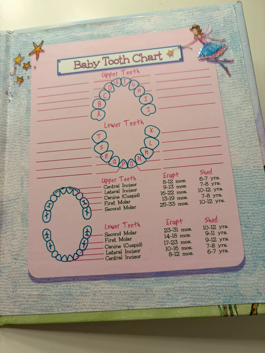 My Baby Tooth Album and Tooth Chart - photo 4