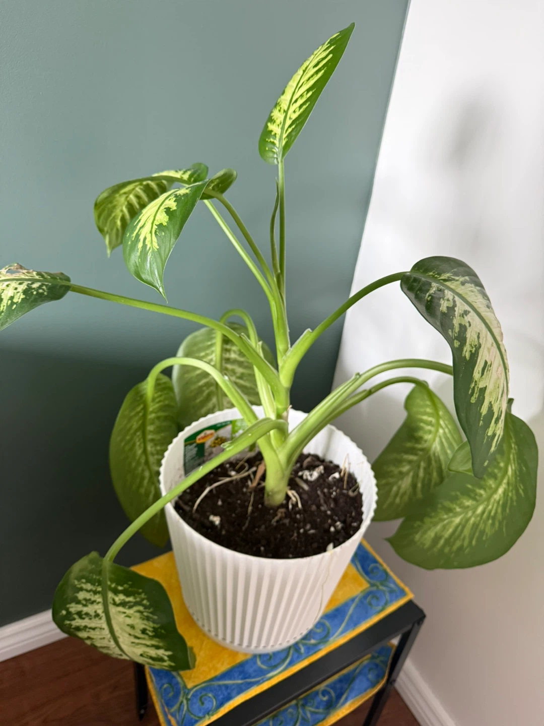 Vibrant Dieffenbachia Houseplant - photo 2