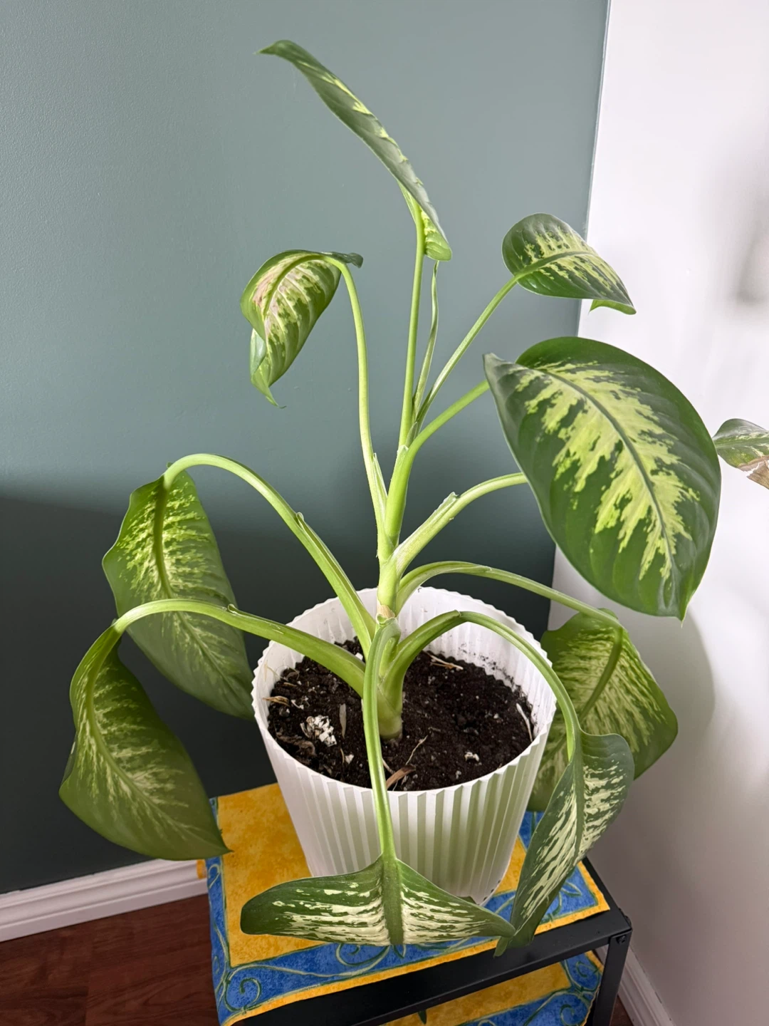 Vibrant Dieffenbachia Houseplant