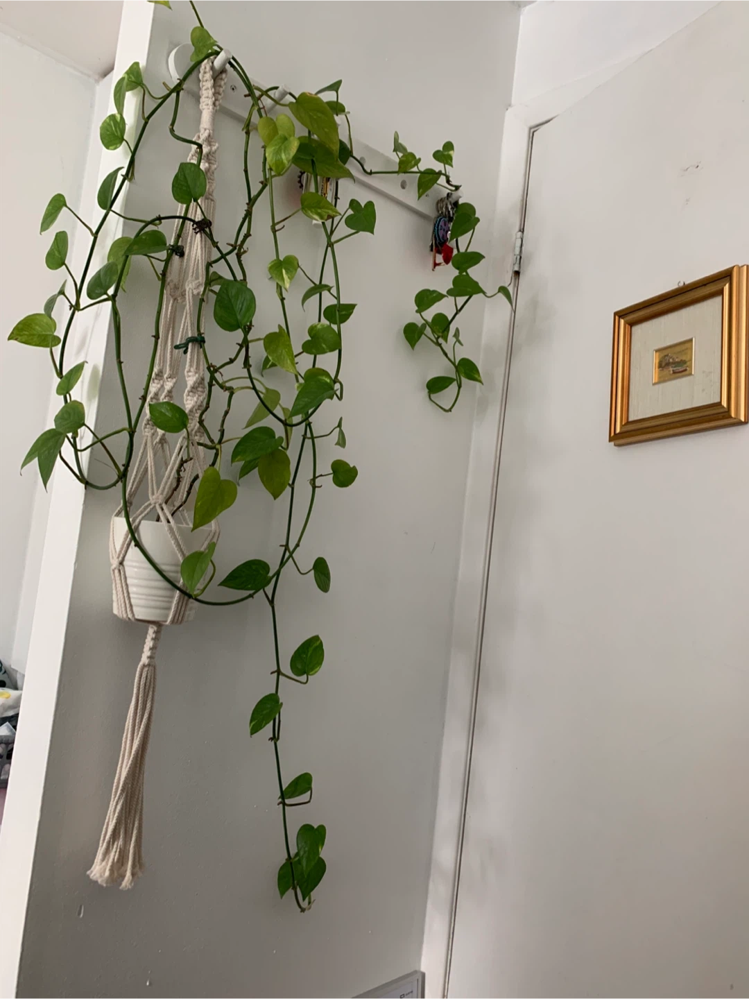 Healthy Pothos Plant