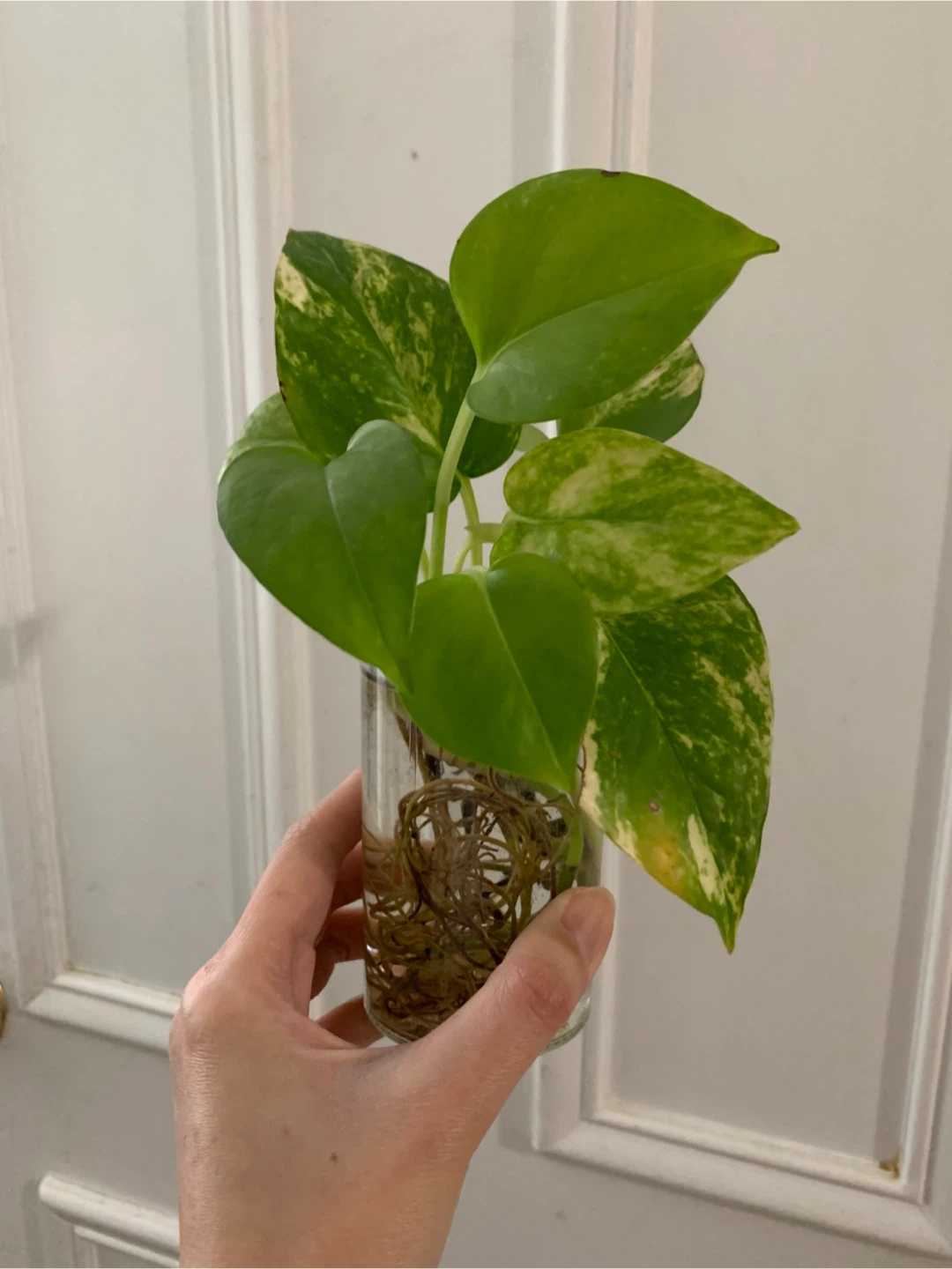 Golden Pothos Cuttings in Glass Vase
