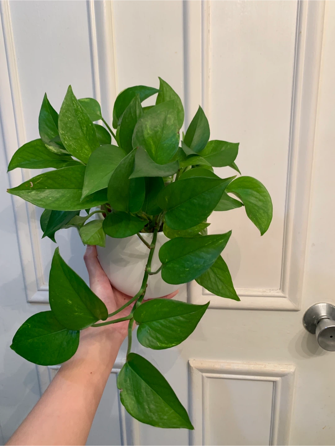 Healthy Pothos Plant